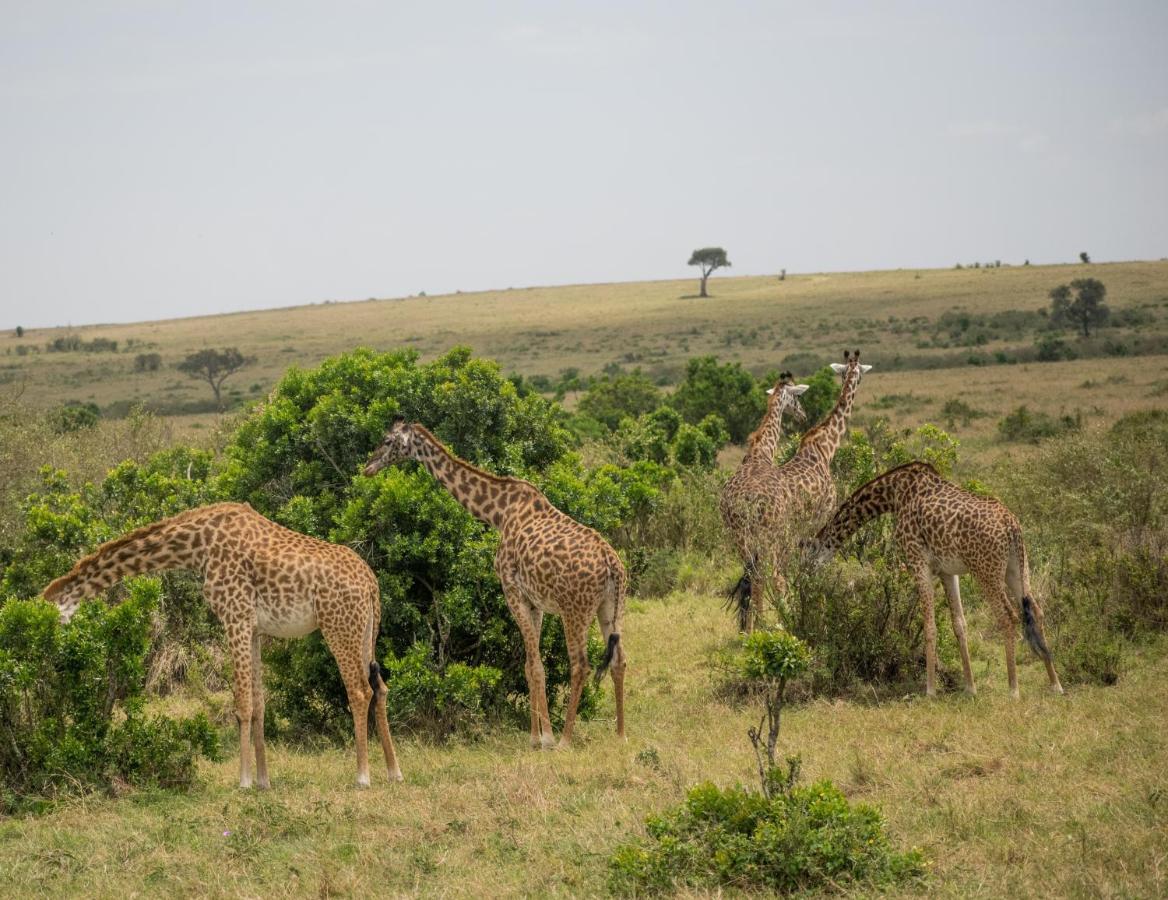 Sekenani Camp Maasai Mara Hotel Exterior photo